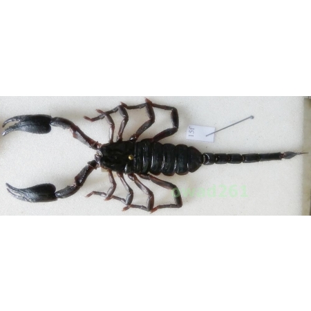 Heterometrus laoticus (Couzijn, 1981) +105mm Thailand15f